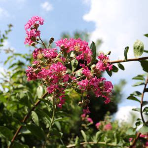 紫微植物|紫薇 (護理, 特徵, 花, 圖片)